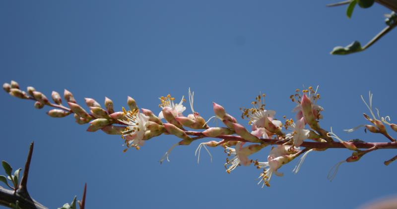 Fouquieria burragei (Chandler, AZ)