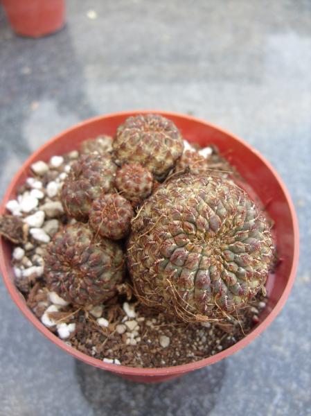 sulcorebutia rauschii #2 190512.JPG