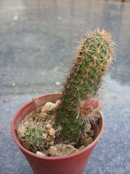 echinocereus scheerii ssp. scheerii 190512.JPG