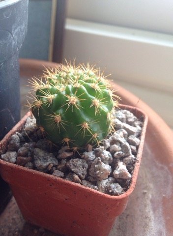 New Echinopsis.jpg