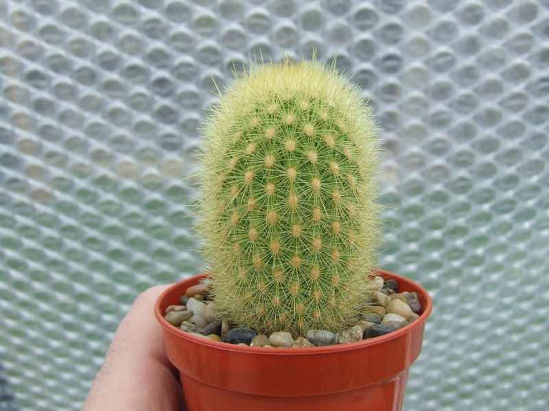 rsz_cacti_026.jpg