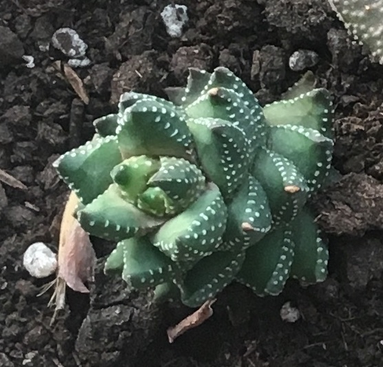 Haworthia coarctata