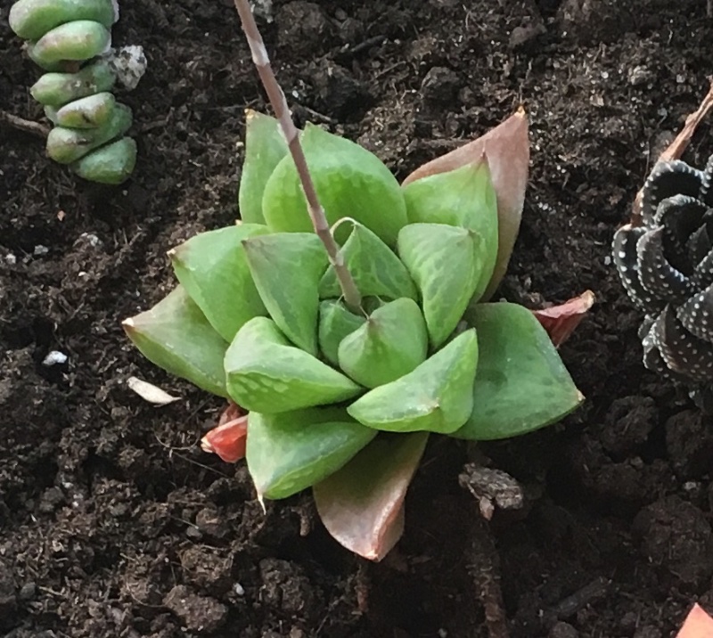 Haworthia cymbiformis