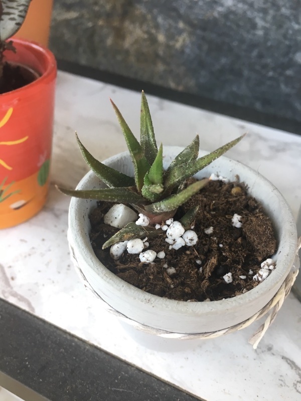 Haworthia attenuata var. radula