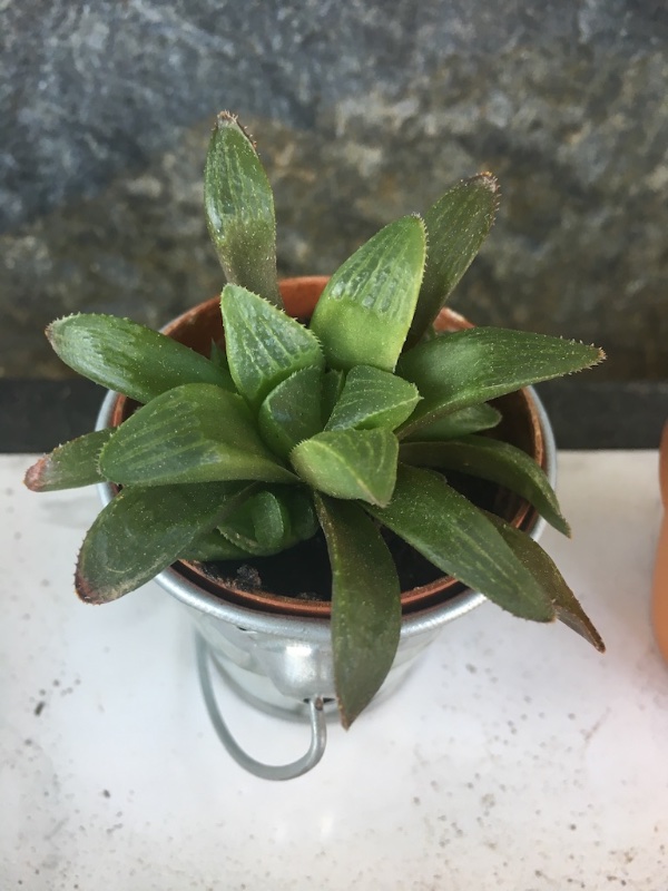 Haworthia turgida? retusa?