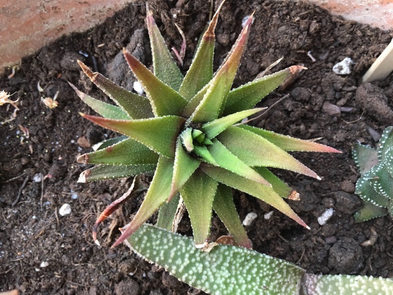 Haworthia rugosa