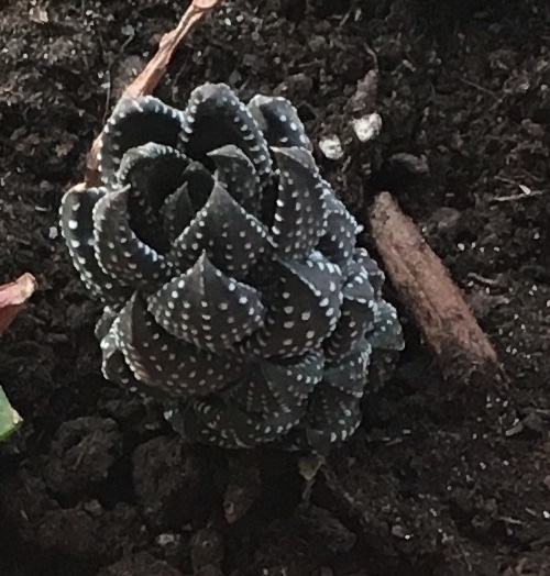 Haworthia reinwardtii