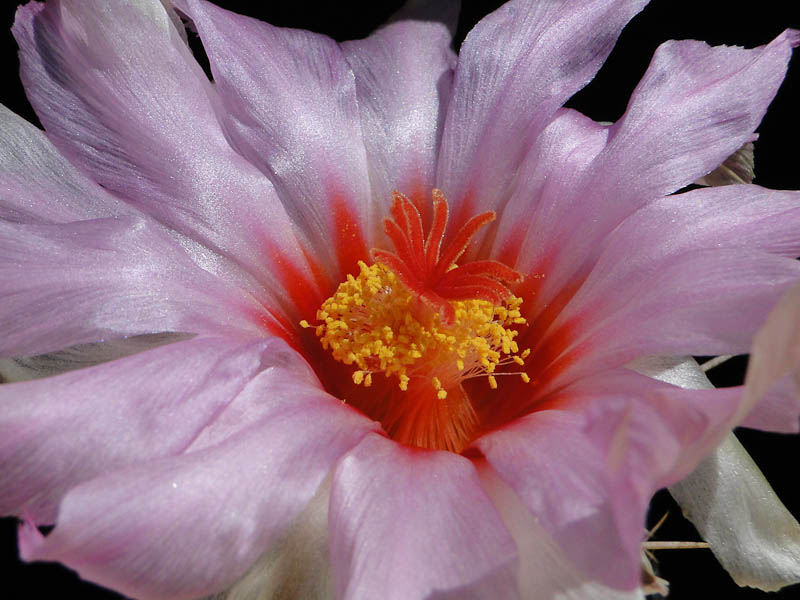 Thelocactus bicolor v. texensis 2012 Mai20-4.jpg