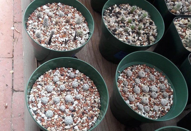 Various seedlings