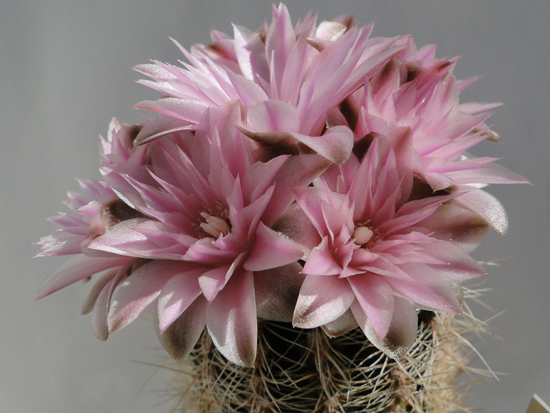 Gymnocalycium bruchii 2012 Mai20-5.jpg