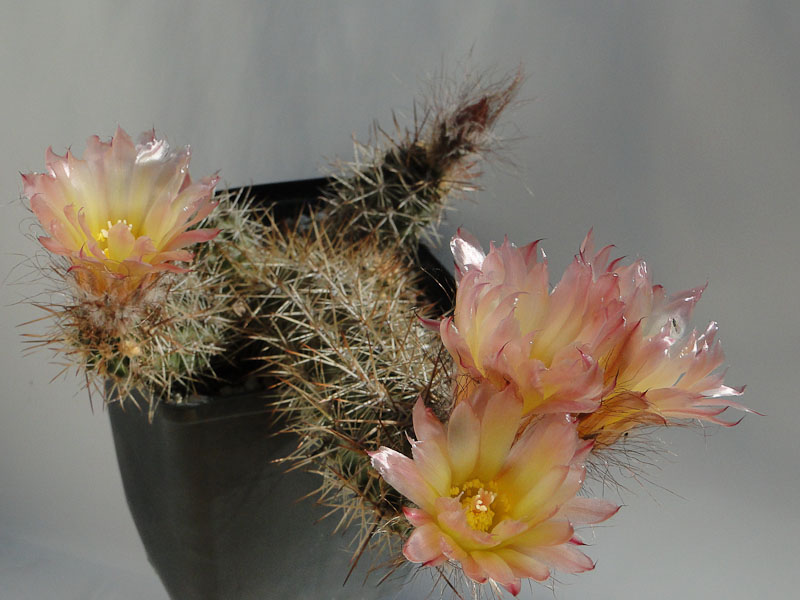 Austrocactus HPT901 2012 Mai20-7.jpg