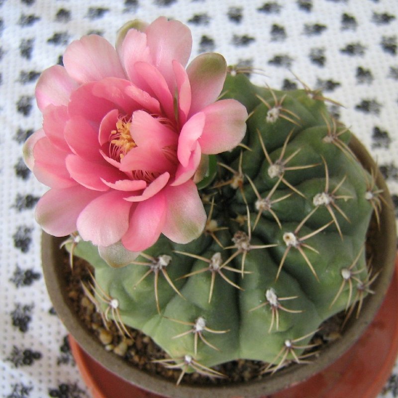 Gymnocalycium_0096.JPG