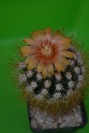 Parodia leuii