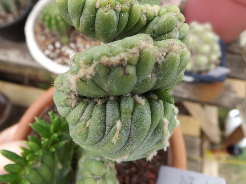 Austrocylindropuntia subulata (1).jpg