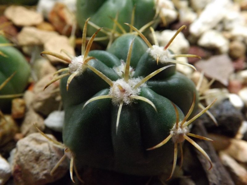 Ferocactus latispinus (4).jpg