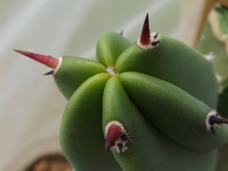 Myrtillocactus geometrizans (bright green new growth).jpg