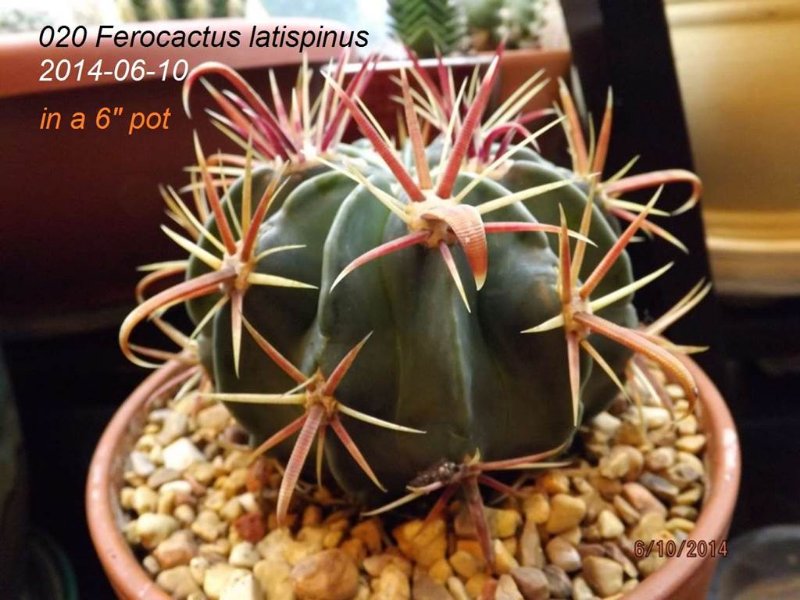 020 2014-06-10 Ferocactus latispinus.jpg