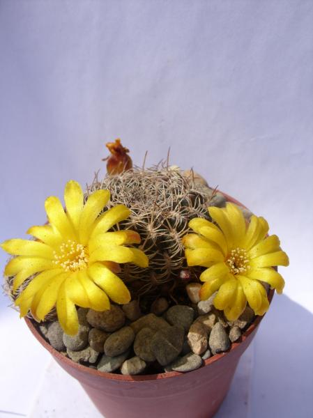 sulcorebutia tarabucoensis L382 230512.JPG