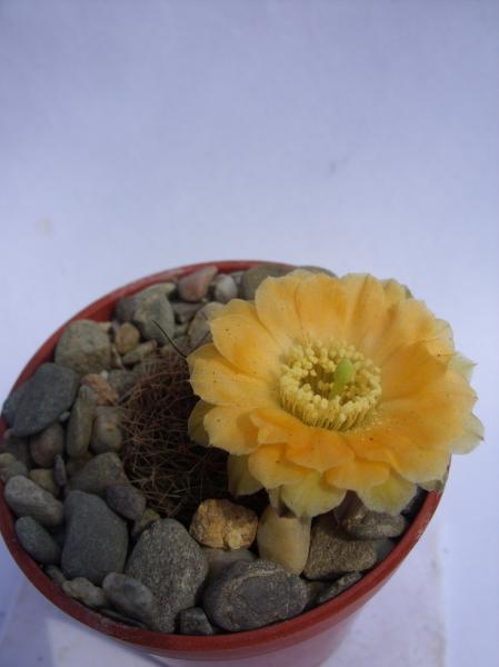 rebutia einsteinii MN100 230512.JPG