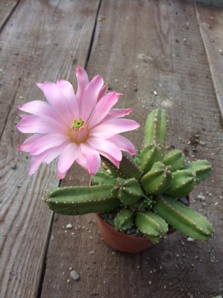 echinocereus scheerii ssp. gentryi 230512.JPG