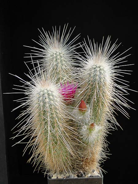 Echinocereus rayonesensis L1101 2012 Mai22-6.jpg