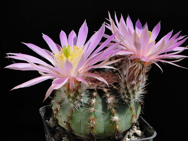 Echinocereus pulchellus ssp. weibergii 2012 Mai23-3.jpg