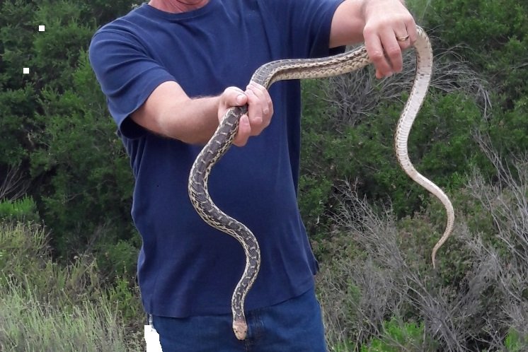 Gopher snake