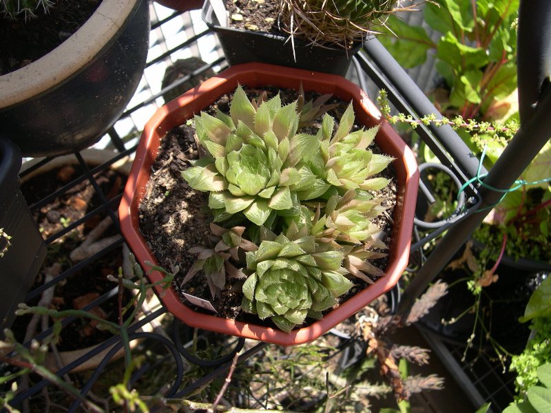 DSCN9192-364-Haworthia.JPG