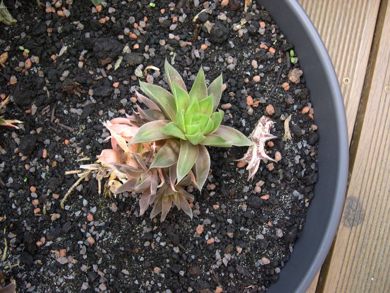 DSCN9200-007-Haworthia.JPG