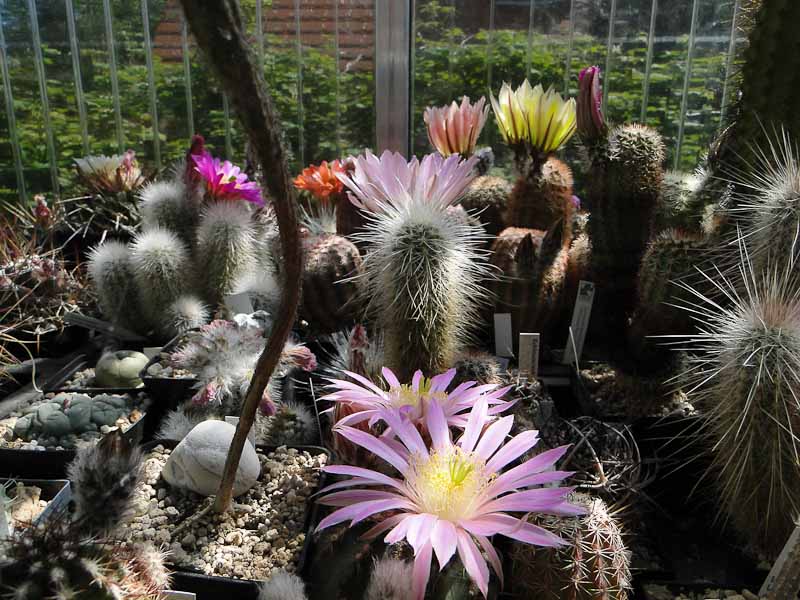 Echinocereus 2012 Mai24.jpg