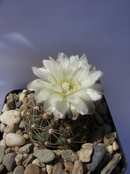 gymnocalicium andreae ssp. matznetterii WR567 240512.JPG