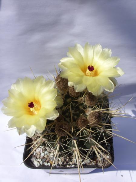 parodia turecekiana 240512.JPG