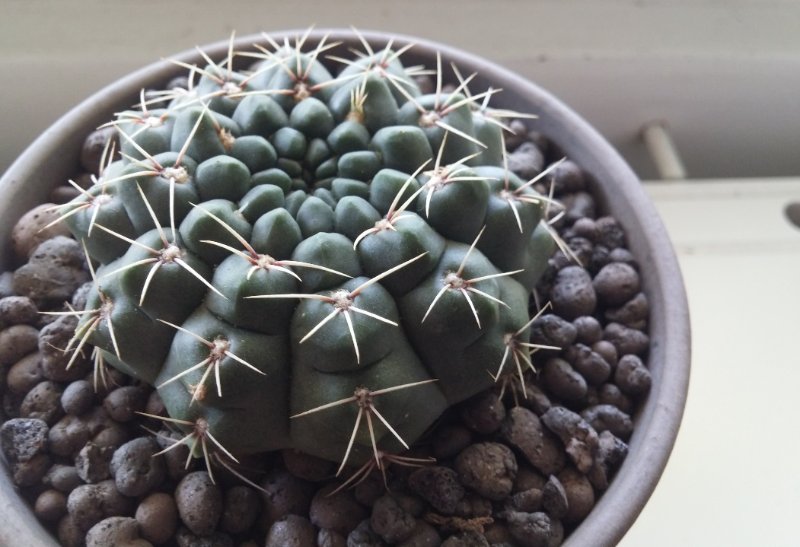 gymnocalycium2.jpg