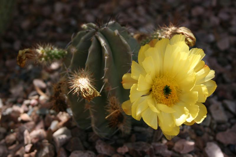 Echinocereus subinermis (Chandler, AZ)