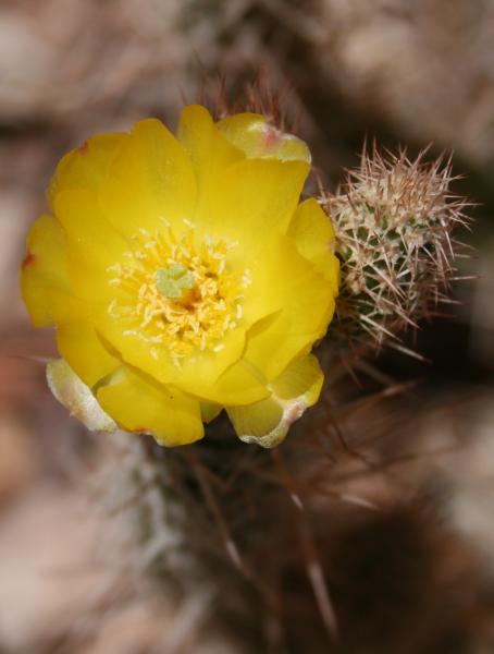 Tephrocactus weberi (Chandler, AZ)