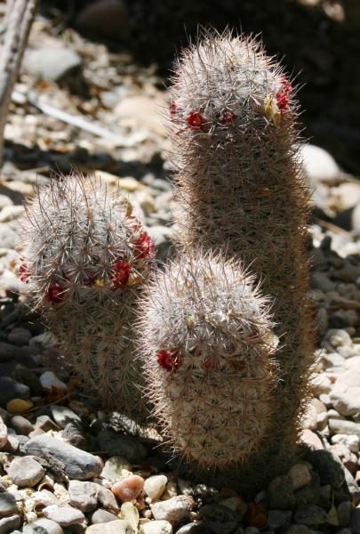 Mammillaria pottsii (Chandler, AZ)