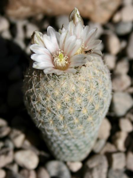 Echinomastus mariposensis (Chandler, AZ)