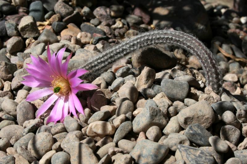 Echinocereus schmollii (Chandler, AZ)