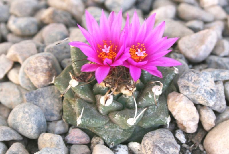 Turbinicarpus alonsoi (Chandler, AZ)