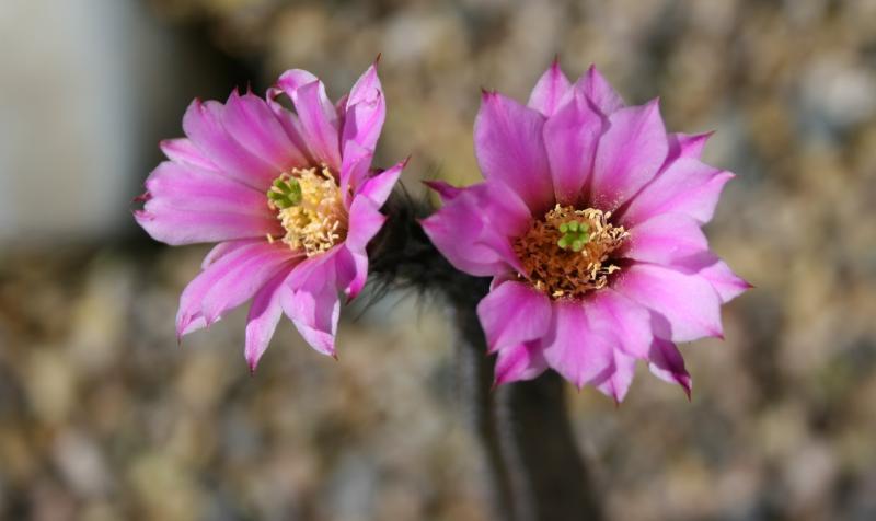 Echinocereus kroenleinii (Chandler, AZ)