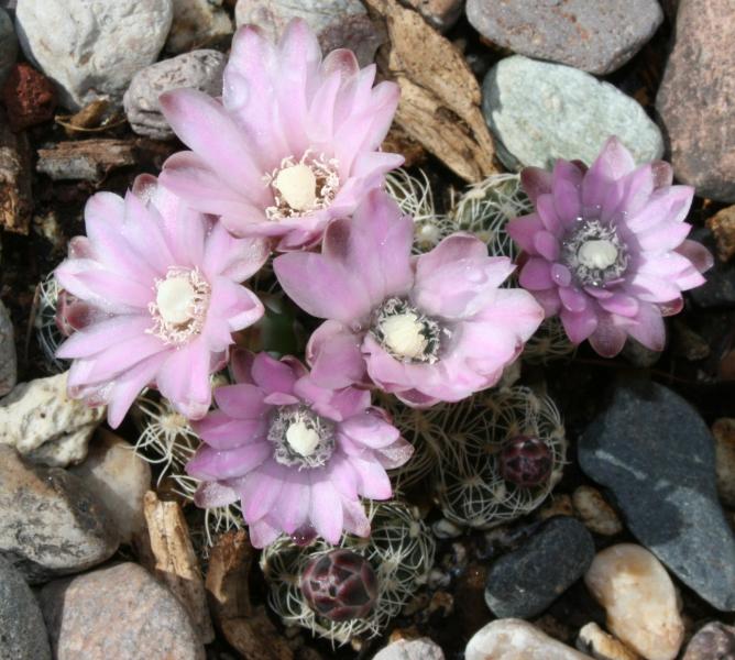 Gymnocalycium bruchii (Chandler, AZ)