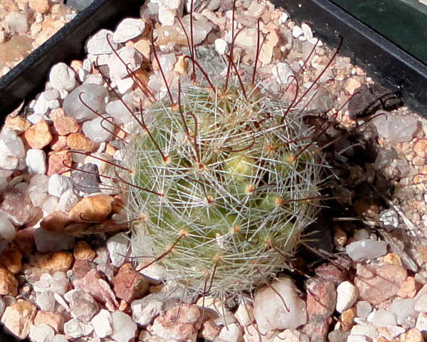 Mammillaria merideorosei, SB69, 2 year old with flower buds already. Cool.