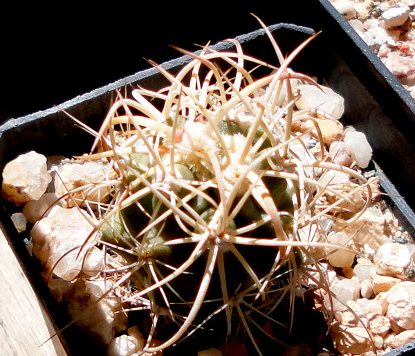 Echinocactus polycephalus Inyo Co. CA, burst over, now maybe a few areoles will creep out between now and October.