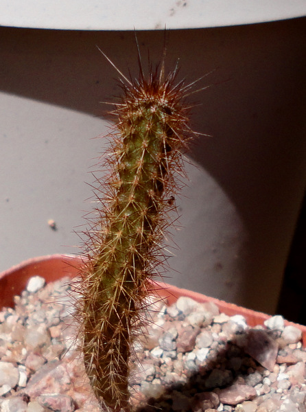3 year old Bergerocactus emoryi seedling. These guys just hate it here, but hang in there okay, very slow indeed.