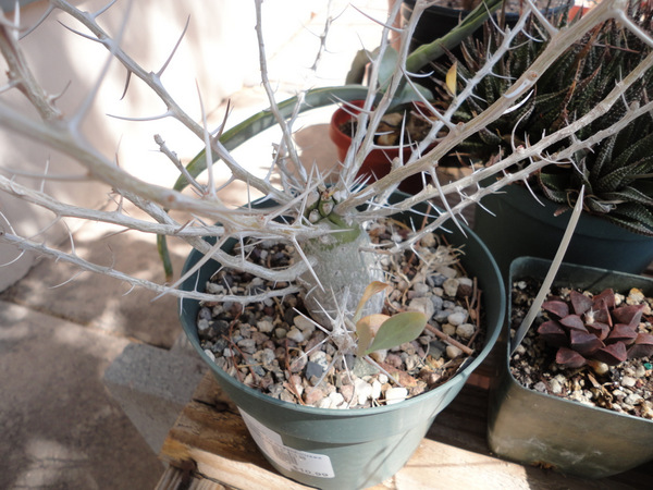 Idria columnaris just creeping along. I bought this 8 years ago.