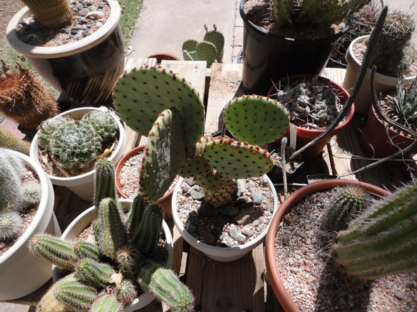 The mystery Opuntia that most have ID-ed as rufida. I guess it could be. Still waiting on flowers. Pima County AZ.