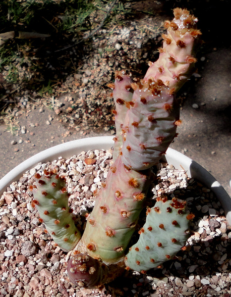 another form of brachyclada with finger-shaped pads