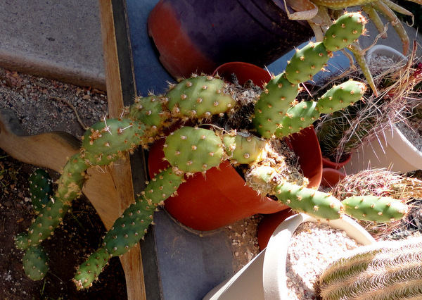 Opuntia × columbiana, which surprisingly loves the heat here and grows like mad.