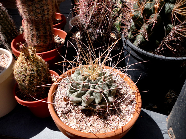 Incredibly long, bird cage spines on Thelocactus rinconensis.