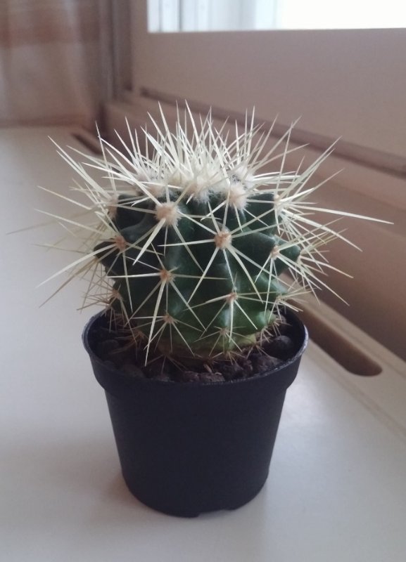 echinocactus.grusonii.jpg